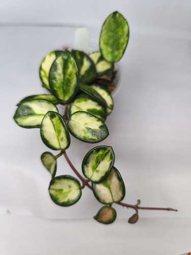 Hoya mathilde inner - mathilde,