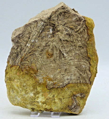 Jurassic fossil pentacrinites - fossil,
