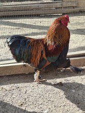 12 All Brahmas No Bull