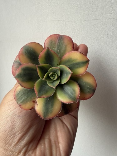 Aeonium sunburst variegated - aeonium,