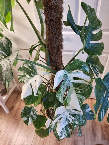 Variegated monstera deliciosa - monstera,