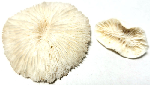 White mushroom corals fungia - mushroom,