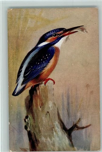 Kingfisher signed - no.,