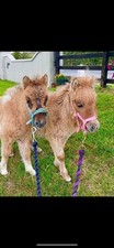 Mini Foal  Adjustable Nylon