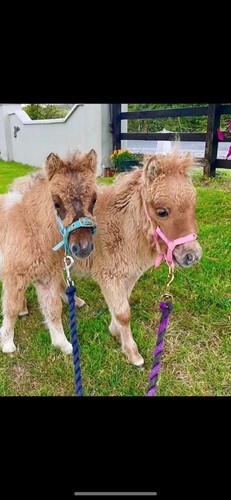 Mini foal adjustable - mini, nylon