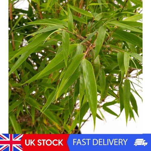 Fargesia rufa hardy red - fargesia,