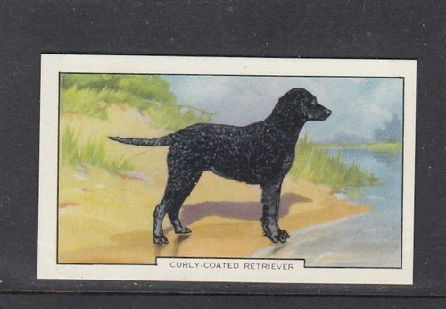 1938 gallaher dogs 2nd series - 1938,