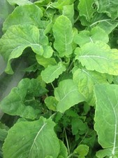 Asturian Tree Cabbage plant