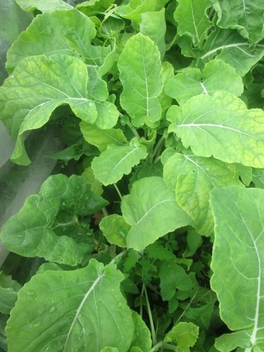 Asturian tree cabbage plant - tree,