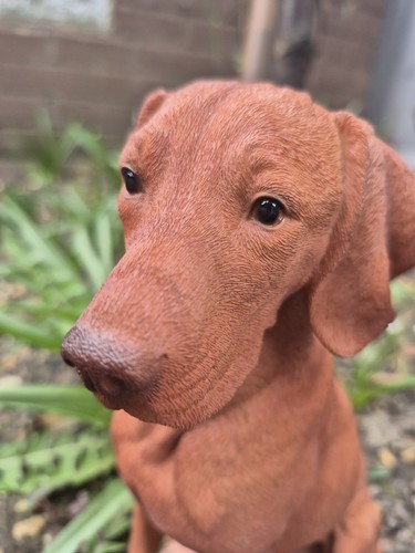 Vivid arts hungarian - vivid, vizsla
