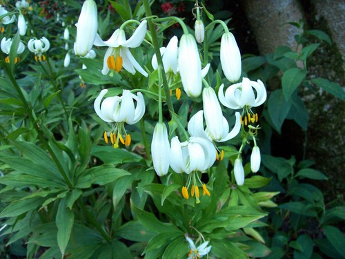 Lily seeds lilium martagon - lily,