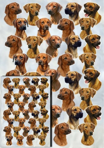 Rhodesian ridgeback dog gift - rhodesian,