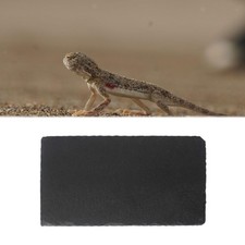 Reptile Basking Platform