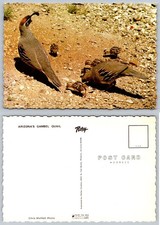 Continental Arizona Gambel