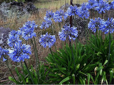 2 x Agapanthus Africanus | 2