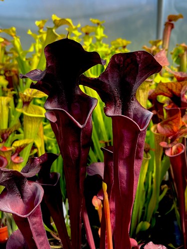 Sarracenia moorei hb34 - sarracenia,