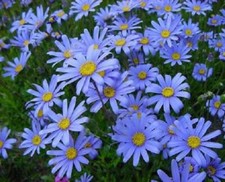 Felicia amelloides blue - felicia,