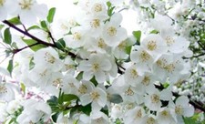 Malus Snowcloud Crab Apple Tree 6ft Supplied in a 12 Litre Pot by Directplants