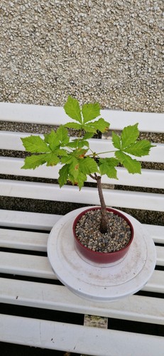 Nice starter semi bonsai - starter,,