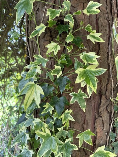 Ivy gold edged and - 3, x