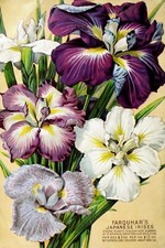 Japanese Iris Gardening Advert