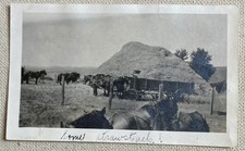 Vtg Photo Farm Dray Horse Wood