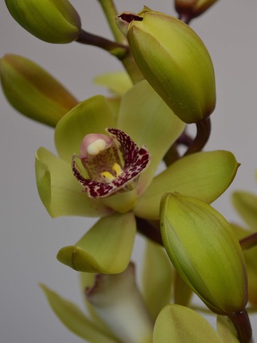 Summer pearl green cymbidium - summer,