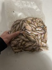 New fresh frozen dead - new,