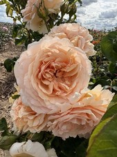 Hybrid Tea Rose Plant