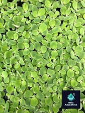 Water Lettuce - Pistia