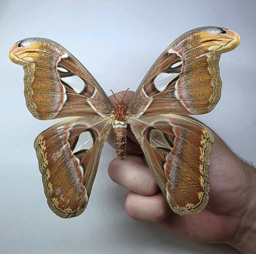 Large attacus atlas moth - large,