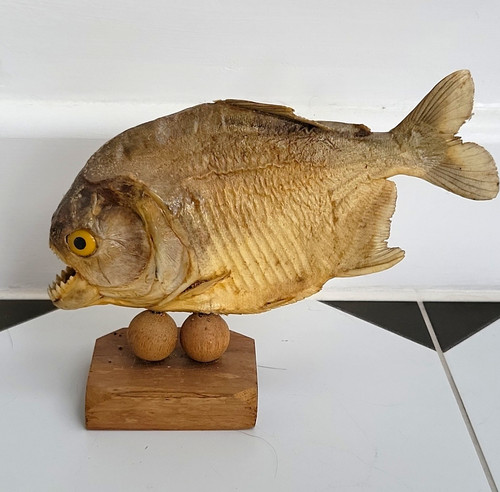 Taxidermy piranha fish - piranha,