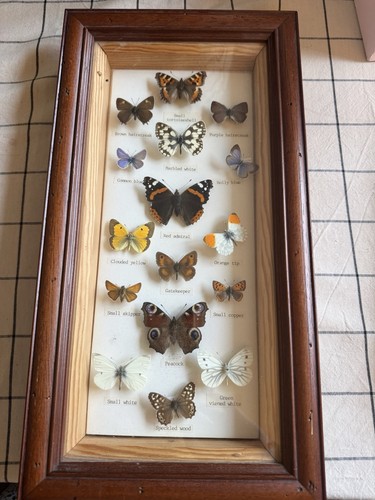 Taxidermy butterflies and moth - taxidermy,