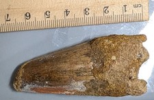 100 Million year old