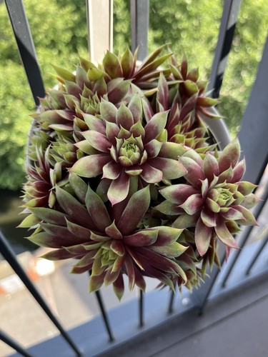 Sempervivum rooted plant - plant, gold