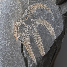 Very Nice Snake Star Fossil