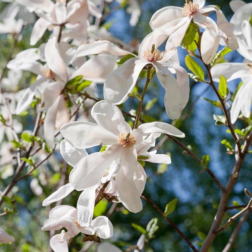 Magnolia kobus tree spring - kobus,