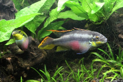 Pair rainbow - 1,