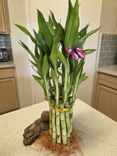 Lucky Bamboo Plant Live
