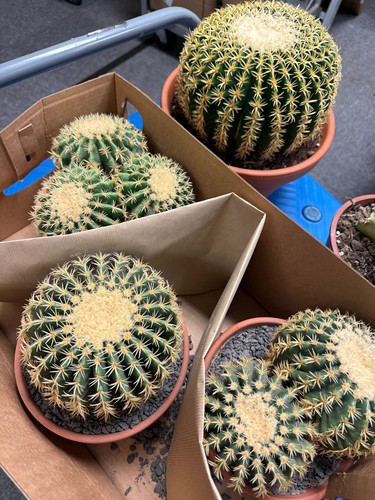 Heads echinocactus - 1/2/3,