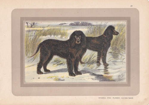 1931 irish water spaniel print - 1931,