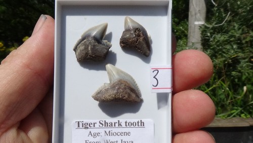Set of tiger - a,