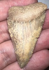 Huge Fossil CHILEAN GREAT WHITE SHARK TOOTH 2+ INCHES Megalodon Era!