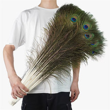 10PCS Real Peacock Feather