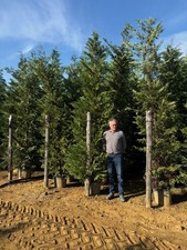 Leylandii Hedging Plants