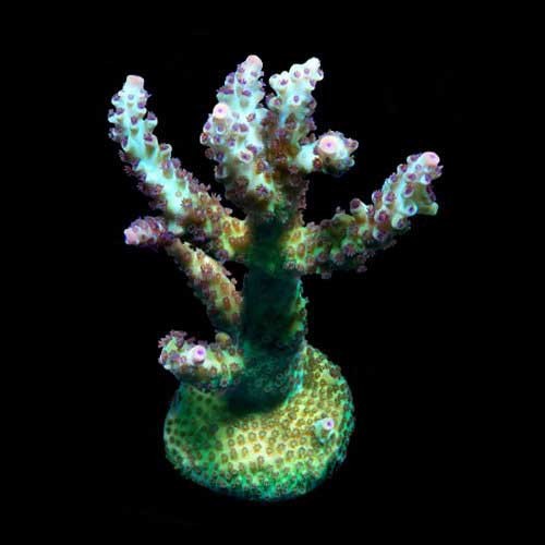 Aquacultured laura purple - aquacultured,