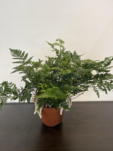 Humata tyermannii rabbit - humata, rabbit’s