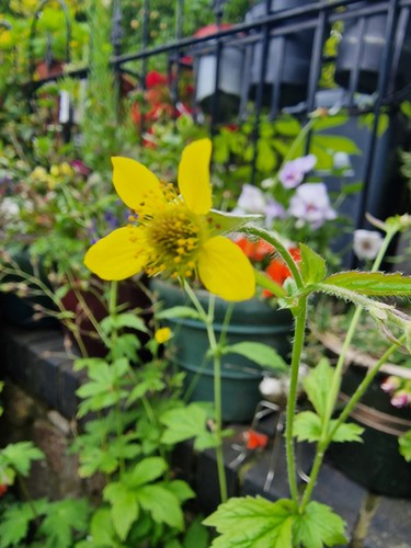 Wood avens - (geum, urbanum)