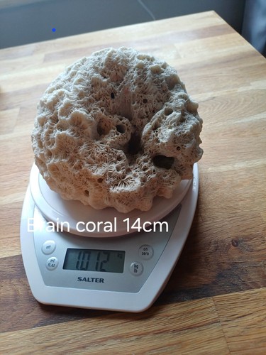 Vintage brain coral large