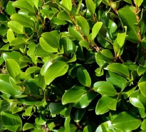 Griselinia littoralis new - littoralis,